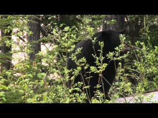 Predator Nation - BC Bear Continued