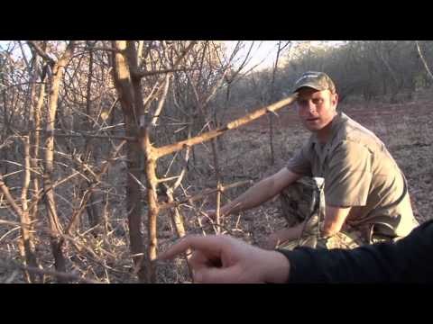 Excaliburs Huntin the Backwoods - Excaliburs Huntin the Backwoods