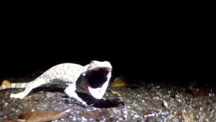 Catching BIG Lizard in my Kitchen (Tokay Gecko - Thailand)
