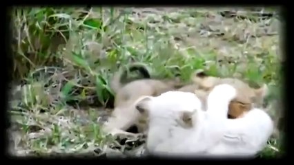 Wild Animals - White Lions -Documentary 2015