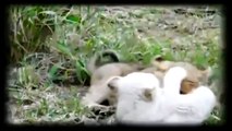 Wild Animals - White Lions -Documentary 2015
