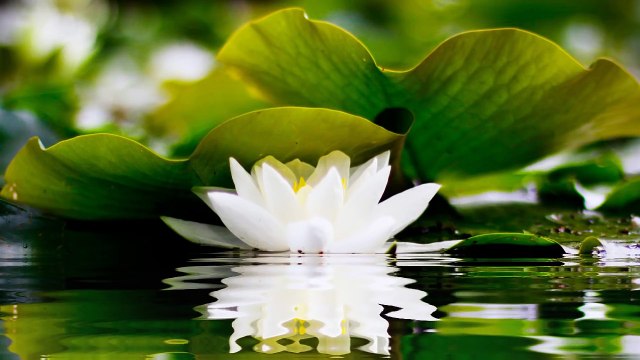 2 HOURS of BEST Buddha Meditation Song ♥ Buddhism Music, Buddhist Songs, Mantra, Zen, Yoga Music