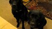 Funny Dog snitches on sibling. Who stole the cookie? www.barkbadges.com
