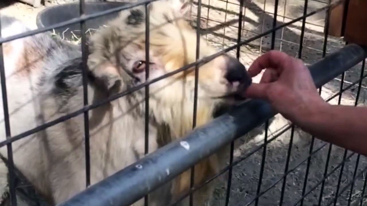 Goat Makes Weirdest Noises