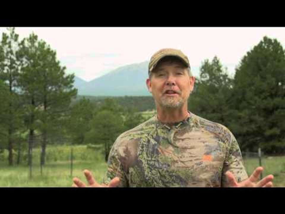 Predator Nation - Mountain Lions