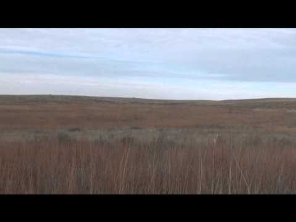 Predator Quest  - Windmill Coyotes