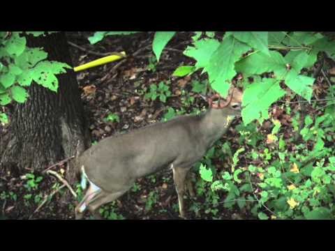 Winchester Archerys Whitetail Frenzy - Winchester Archerys Whitetail Frenzy