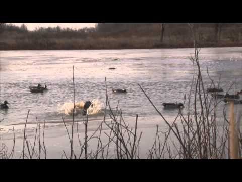 AvianX TV - The Bank with Prairie Thunder