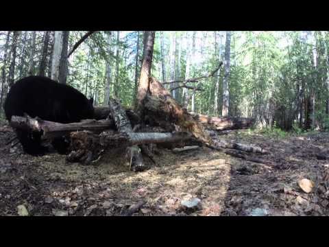 Archers Choice - Archers Choice