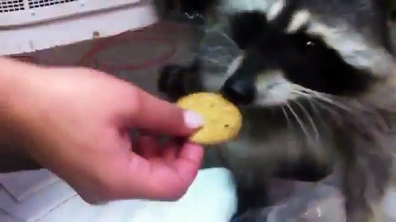 Енот полоскун, прикол
