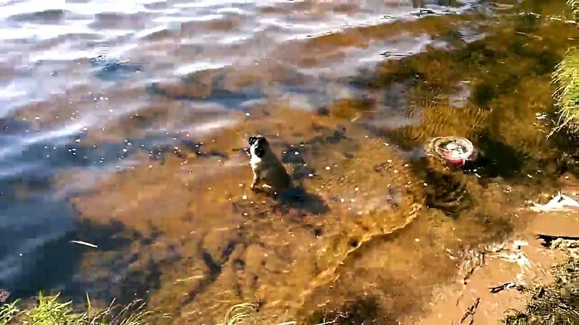 ⁣Животные приколы.Чудо МОПС))))))Funny animals.