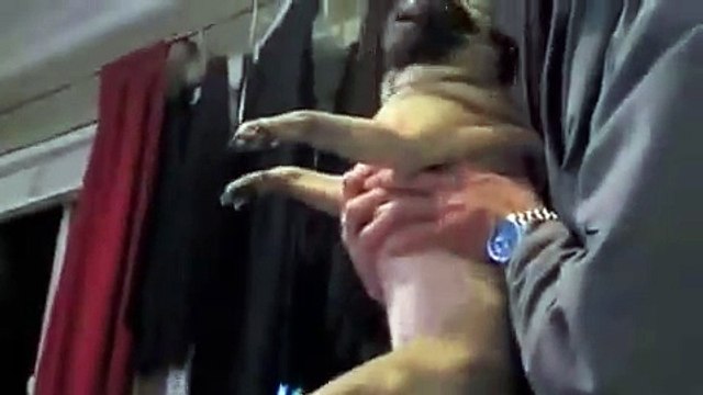 Мопс защищает СВОЮ пиццу!