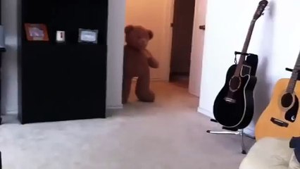 Мопс испугался плюшевого медведя