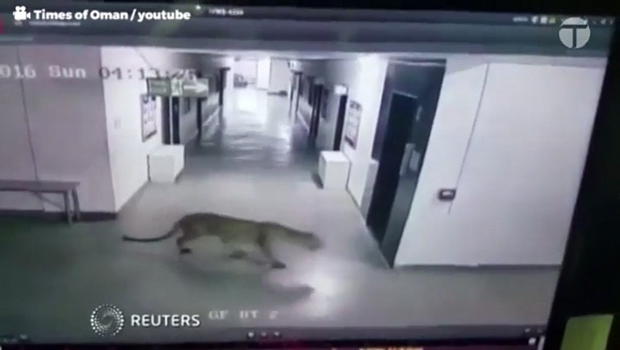 Leopard (Tiger) injures six in Indian school
