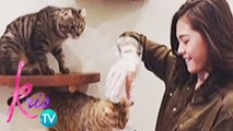 Kris TV: Janella's cats