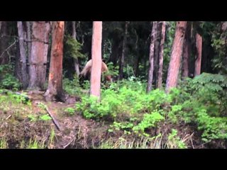 Where in the World is Colorado Buck  - Colorado HUnts Alaskan Grizzly