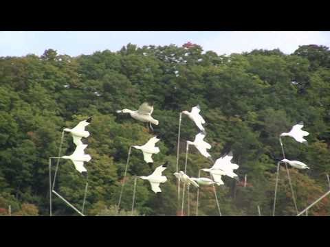 Higdon Outdoors TV - Snow Goose