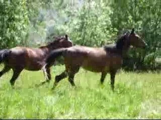 Film quidanse et romance