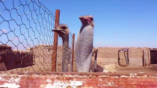 Le son que font les autruches... Bizarre!