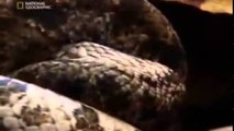 Najgrozniejszy Wąż [Lektor PL][Film Dokumentalny]