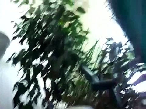 Веселый попугай троллит спящего кота