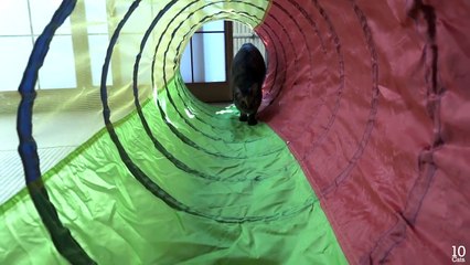 Lulu the cat to slide into a claw sharpener. 爪とぎに滑り込む猫のルル