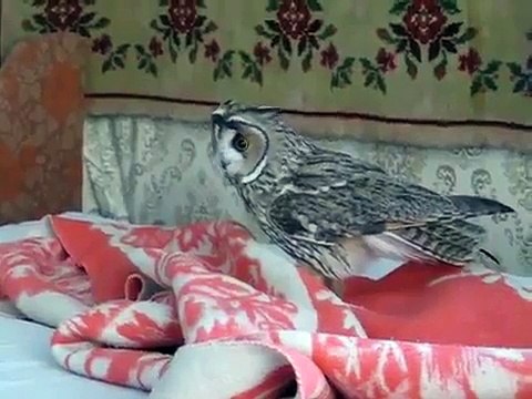 Домашняя сова играет как кот