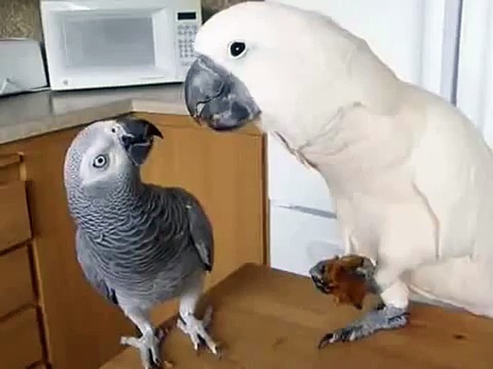 Какаду делится едой с другом жако!