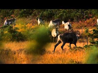 Magnum TV - Newfoundland Caribou 1