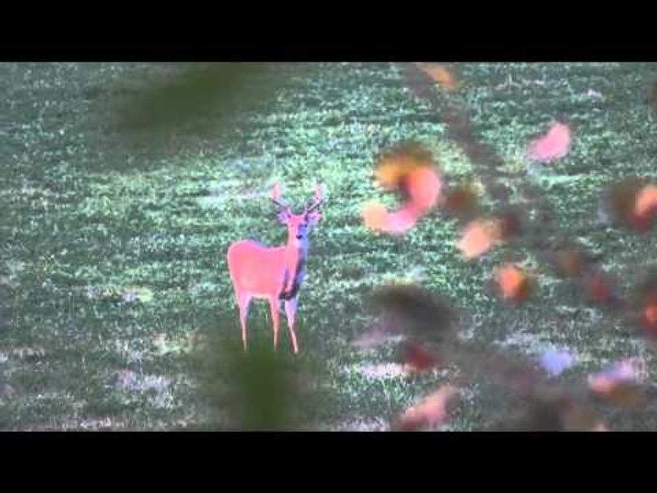 The Replacements - The Replacements