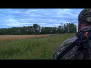 Dead Down Winds Live the Wild Life - Peace River Mule Deer