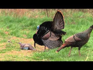 Winchesters Deadly Passion - Do You Feel Lucky Turkey Well Do Ya