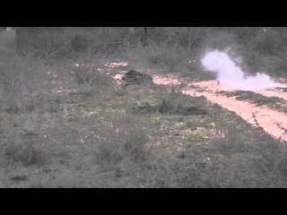 Hunting Illustrated - HI Team PIg