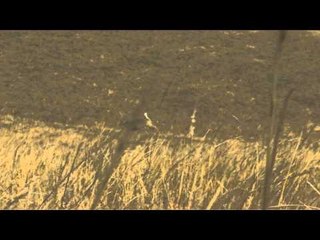 Gun It with Benny Spies - Benny Boogs and a horse named Casper