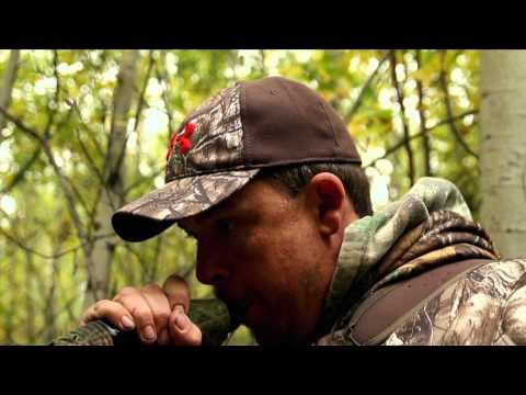 Jason Petersons Into the Wild - Elk in North West AlbertaBugling Bulls