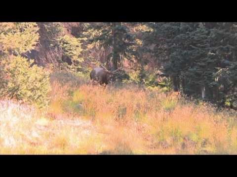 North American Hunter - Colorado Elk