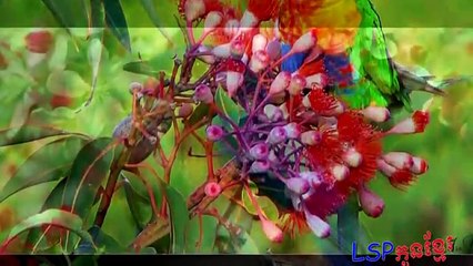 ចម្រៀង៖ ចម្រៀងធម្មជាតិ  ដោយ​ ហ៊ីម ស៊ីវន