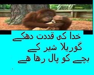 Gorilla loves tiger cubs and taking care of cubs