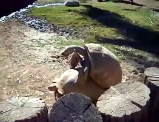 Humping Turtles Funny