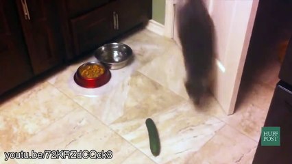 Опасные огурцы, пугающие котов )