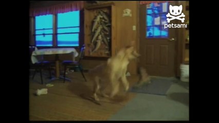 Rodeo dog bucks like a bronco