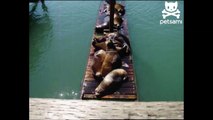 Sunbathing sea lions slip off slanted dock