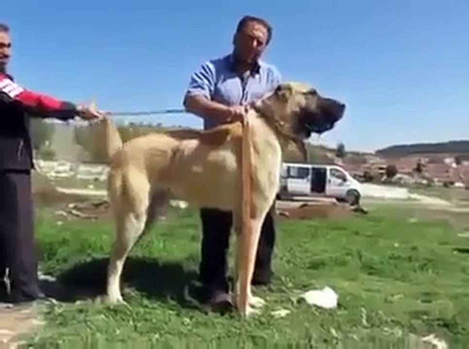 Dev Kangal Köpeği