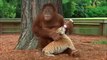 Gorilla loves tiger cubs and taking care of cubs