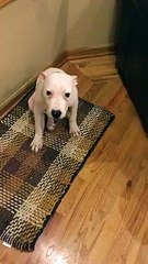 Gülümse Çekiyorum_ Kameraya 32 Dişini Göstererek Gülümseyen Sevimli Köpek