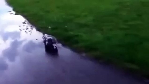 Une maman opossum porte ses 15 petits sur le dos.