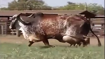 Harbiden Yürüyen Süt Fabrikası