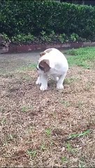 Hayatında İlk Defa Yağmurla Karşılaşan Köpeğin Şapşallığı