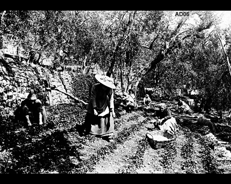 Témoignage partie 1 –  Henriette et Marcel Fiancette, la production des plantes à parfum à La Colle-sur-Loup  – Corpus ‘