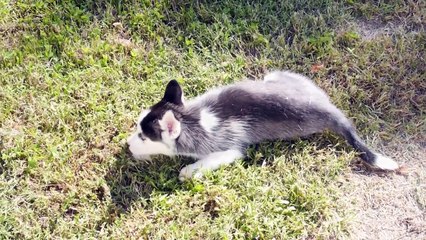 Siberian Husky Puppy Meets 8 Year Old German Shepherd Dog For The First Time DCTC Videos